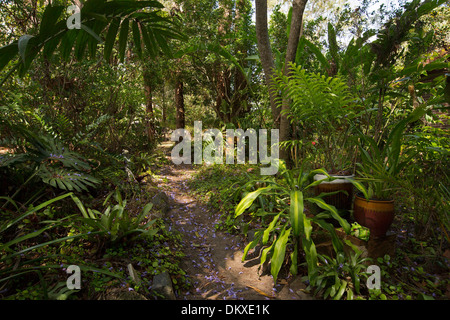 Schattigen subtropischen Garten mit Weg durch üppige Smaragd Laub der Farne, duftender, Bäume und Sträucher in Australien Stockfoto