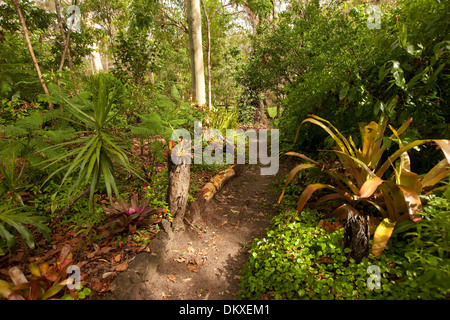 Weg durch bewaldete subtropischen Garten mit Bromelien, Corylines, einheimische Bäume und Sträucher in Queensland-Australien Stockfoto