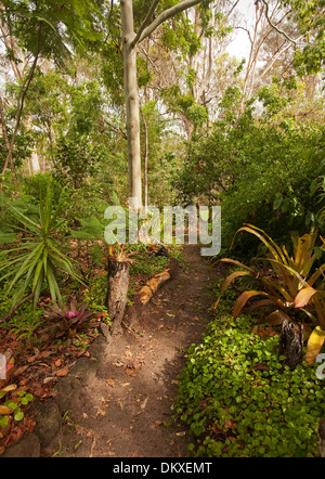 Weg durch Bäume und Sträucher im Garten subtropisches Buschland mit Bromelien und duftender in Queensland-Australien Stockfoto