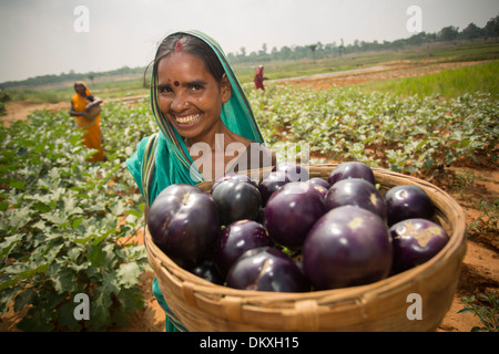 Bäuerin mit Auberginen in Bihar Zustand, Indien. Stockfoto