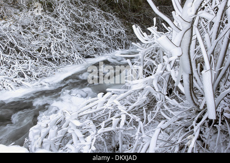 Eis und Schnee entlang fließende Wasser Bach oder Fluss mit Eiszapfen auf Äste im WInter gefroren Stockfoto