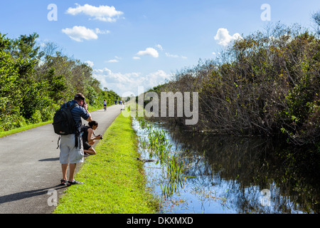 Touristen fotografieren ein Baby amerikanischer Alligator auf die Shark Valley Loop Road, Everglades-Nationalpark, Florida, USA Stockfoto