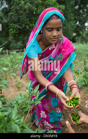 Ein Landwirt erntet Chilis im Bundesstaat Bihar, Indien. Stockfoto