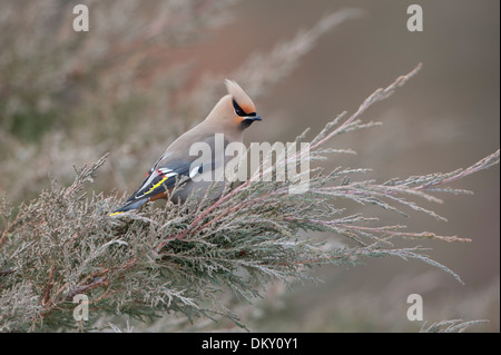 Eine böhmische Seidenschwanz (Bombycilla Garrulus), Missoula, Montana Stockfoto