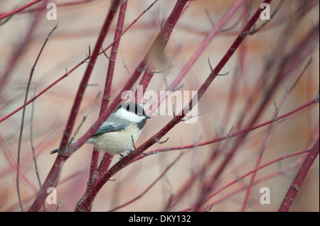 Schwarz-capped Chickadee (Poecile Atricapilla), Missoula, Montana Stockfoto