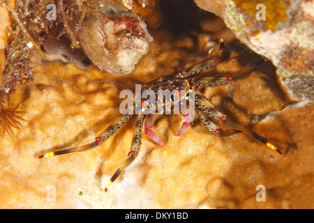 Flat Rock Crab, Percnon guinotae, zuvor als Percnon planissimum beschrieben. Tulamben, Bali, Indonesien. Bali Meer, Indischer Ozean Stockfoto