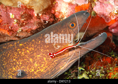 Gelbgefleckte oder Yellow-Margined Muräne Gymnothorax Flavimarginatus Zähne durch Putzergarnelen, Lysmata Amboinensis gereinigt. Stockfoto