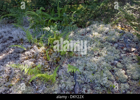 Farne und Rentier Flechten (Cladonia Rangiferina) Stockfoto