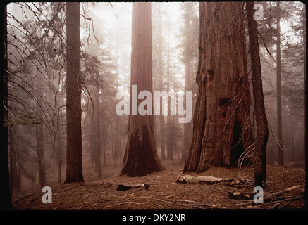 Dieses Foto zeigt verkohlte Bäume in einem Gebiet des „verbrannten Waldes“, die durch Nebel erfasst wurden und die verheerenden Auswirkungen eines Waldbrands enthüllen. Das Bild zeigt die Umweltauswirkungen von Waldbränden auf Ökosysteme. Stockfoto