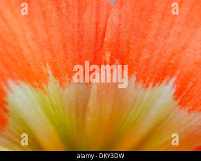 Verschiedene Blumen-set Stockfoto