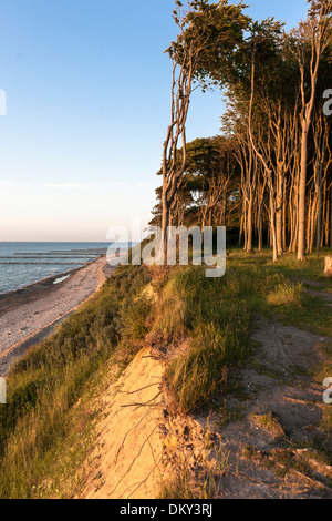 Ghost-Holz, Gespensterwald, Küste, Nienhagen, Mecklenburg-Vorpommern, Deutschland Stockfoto