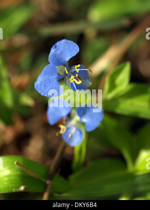 Verschiedene Blumen-set Stockfoto