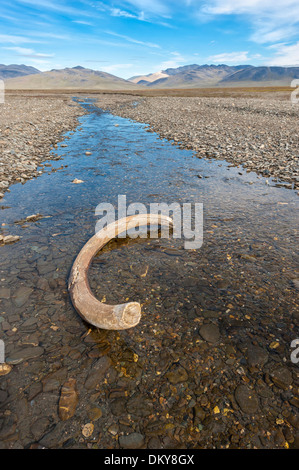 Mammut-Stoßzahn in einem Flussbett in der Nähe von zweifelhaften Dorf, Wrangel Island, Chuckchi Meer, russischen Fernen Osten Stockfoto