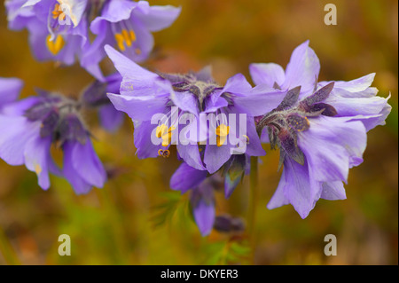 Boreal Jacobs Ladder (Polemonium Boreale), Wrangel Island, russischen Fernen Osten, UNESCO-Weltkulturerbe Stockfoto