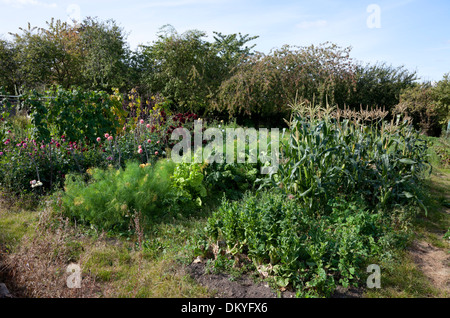 Kleingärten mit Blumen- und Gemüsemarkt Grundstücke, England. Stockfoto