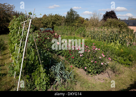 Kleingärten mit Blumen- und Gemüsemarkt Grundstücke, England. Stockfoto