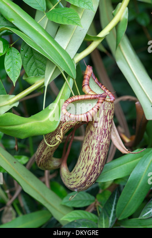 Kannenpflanze: Nepenthes Spectabilis X ventricosa. Stockfoto