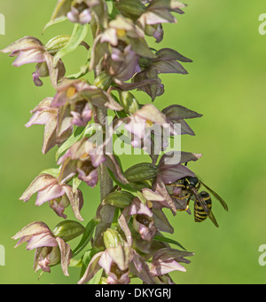 Wespe: Vespula SP. bestäuben breiten Leaved Helleborine Orchidee: Epipactis Nieswurz. Surrey, England. Stockfoto