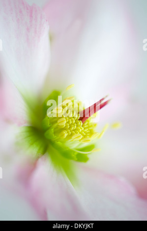 Nahaufnahme Bild von einem einzigen rosa Helleborus X hybridus ' Walberton Rosemary Blume Stockfoto