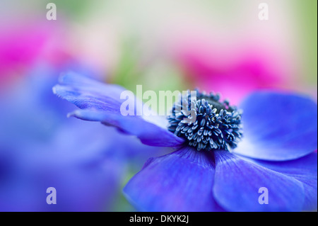 Nahaufnahme Bild einer einzelnen blaue Anemone Coronaria De Caen blaue Blume Stockfoto