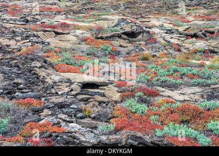 Vegetation auf chinesische Hut ab Santiago Insel, Galapagos, Ecuador Stockfoto