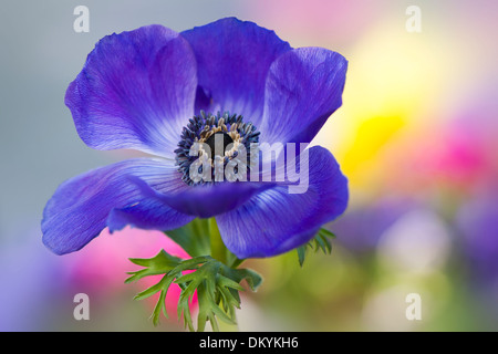 Nahaufnahme Bild von einer einzigen blau Anemone Coronaria De Caen blau windflower Stockfoto