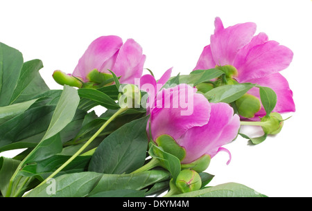 Hell - rosa Pfingstrose Blumen mit Knospen und Blätter. Auf weißem Hintergrund dargestellt. Stockfoto