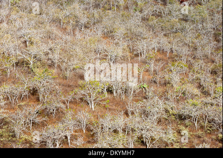 Palo Santo (Bursera Graveolens), Insel Rabida, Galapagos, Ecuador Stockfoto