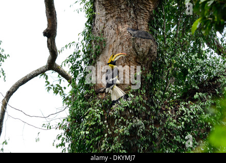 schöne männliche große Hornbill (Buceros Biornis) in Thailand Stockfoto