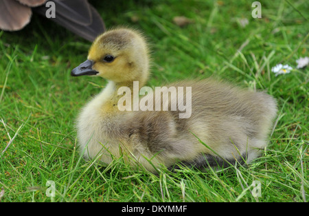 Zwei Tage alten Kanada Gänse Entlein Stockfoto