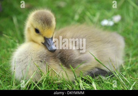 Zwei Tage alten Kanada Gänse Entlein Stockfoto