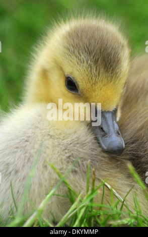 Zwei Tage alten Kanada Gänse Entlein Stockfoto