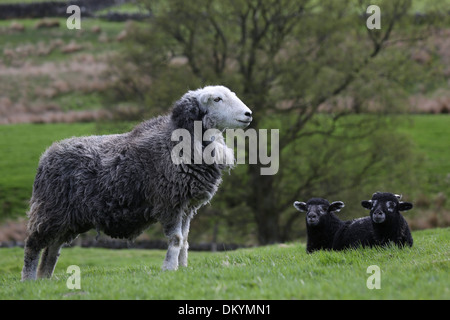 Herwick Ewe mit ihre Zwillingsschwester Lämmer geboren in North Yorkshire Stockfoto