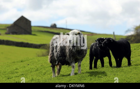 Herwick Ewe mit ihre Zwillingsschwester Lämmer geboren in North Yorkshire Stockfoto