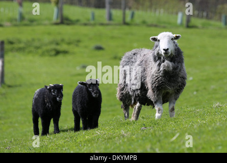 Herwick Ewe mit ihre Zwillingsschwester Lämmer geboren in North Yorkshire Stockfoto