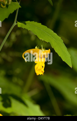 einzelne gelbe Blume (Impatiens Noli-Tangere) im Wald Stockfoto
