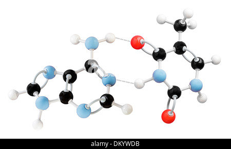 Molekül-Modell zeigt Thymin-Adenin Interaktion Stockfoto