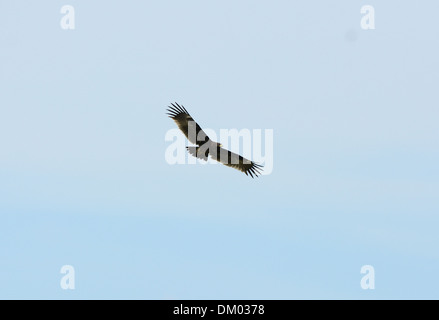 schön allein größere Spotted Eagle (Aquila Clanga) fliegen in den Himmel Stockfoto