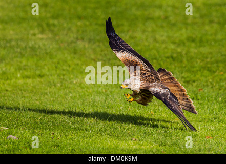 Rotmilan (Milvus Milvus) Sturzflug hinunter Nahrung greifen. Bei Gigrin Betrieb genommen. Stockfoto