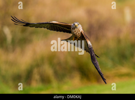 Rotmilan (Milvus Milvus), den Kopf auf Schuss im Flug, Blick auf das Objektiv der Kamera. Aufgenommen am Gigrin Hof Stockfoto