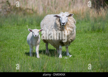 Schafe auf Romney Marsh Stockfoto