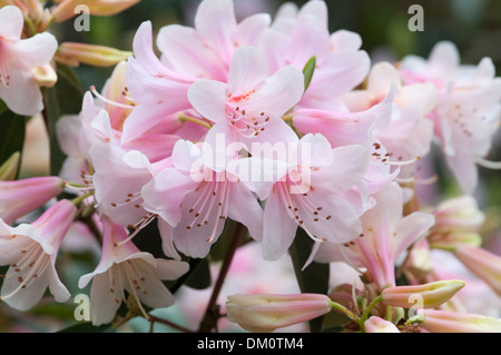 ROSA RHODODENDRON GIN Stockfoto