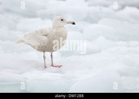 Thayer die Möwe (Larus Thayeri) stehend auf Packeis, Rausu, Hokkaido, Japan. Stockfoto