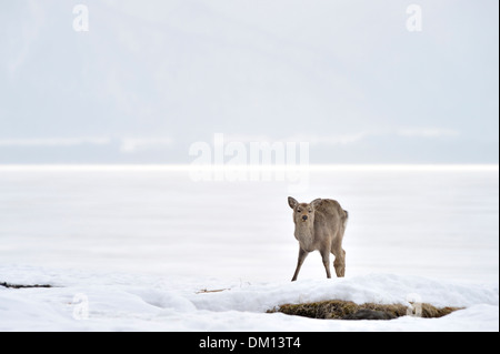 Sika Rotwild (Cervus Nippon) Blick in die Kamera, stehend auf zugefrorenen See, See Kussharo, Hokkaido, Japan. Stockfoto