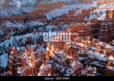 die Hoodoos im Amphitheater des Bryce Canyon im Winter an der Dämmerung, Utah, USA Stockfoto