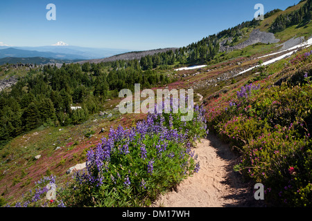 OREGON - bunte Pinsel und Heather auf einer Wiese entlang der McNeil Point Trail in die Mount Hood Wilderness Area. Stockfoto