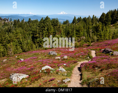 OREGON - bunte Pinsel und Heather auf einer Wiese entlang der McNeil Point Trail in die Mount Hood Wilderness Area. Stockfoto