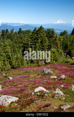 OREGON - bunte Pinsel und Heather auf einer Wiese entlang der McNeil Point Trail in die Mount Hood Wilderness Area. Stockfoto