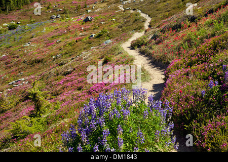 OREGON - bunte Lupine, Pinsel und Heather auf einer Wiese entlang der McNeil Point Trail in der Mount Hood Wildnis. Stockfoto