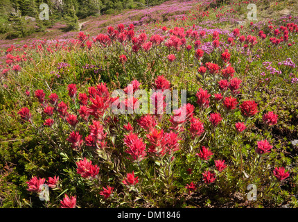 OREGON - bunte Pinsel und Heather auf einer Wiese entlang der McNeil Point Trail in die Mount Hood Wilderness Area. Stockfoto